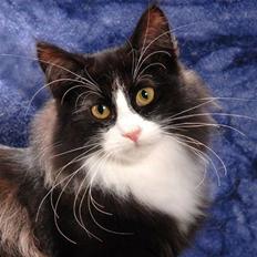 Norsk Skovkat Freja Felis Jubatus