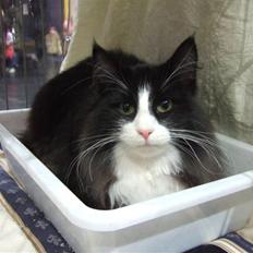 Norsk Skovkat Freja Felis Jubatus