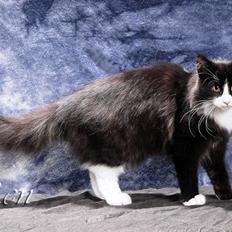 Norsk Skovkat Freja Felis Jubatus