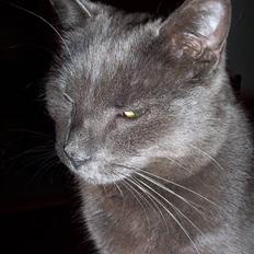 Blanding af racer Nulle