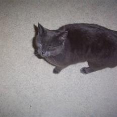 Blanding af racer Nulle