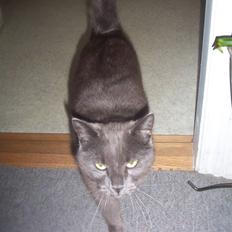 Blanding af racer Nulle