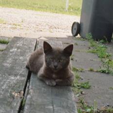 Huskat Speedy  forsvundet