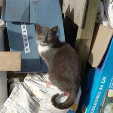 Huskat MilleMor R.I.P d. 29-3-09