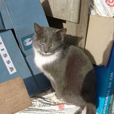 Huskat MilleMor R.I.P d. 29-3-09