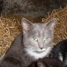 Huskat MilleMor R.I.P d. 29-3-09