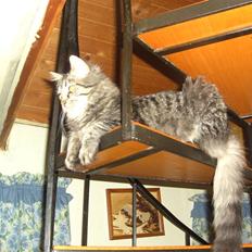 Blanding af racer bølle