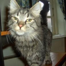 Blanding af racer bølle