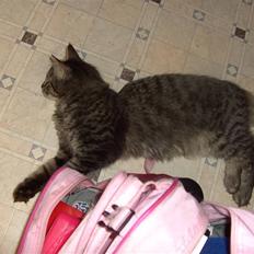 Blanding af racer bølle