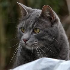 Blanding af racer Touby