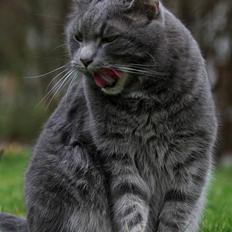 Blanding af racer Touby