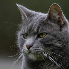 Blanding af racer Touby