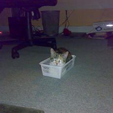 Blanding af racer sisse