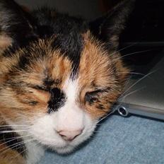 Blanding af racer Nala