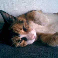 Blanding af racer Nala