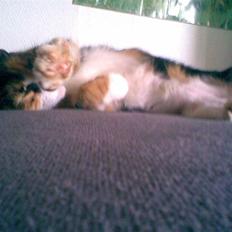 Blanding af racer Nala