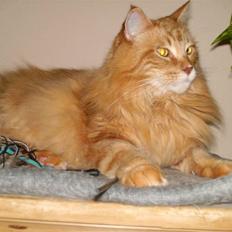 Maine Coon Gandalf