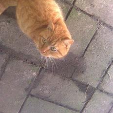 Blanding af racer simba