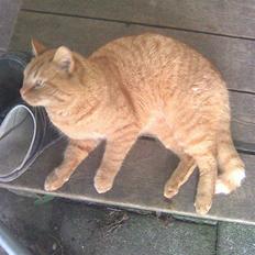 Blanding af racer simba