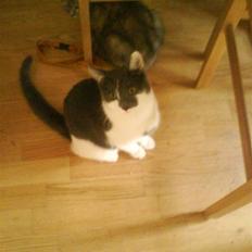 Huskat pjuske ,pjulle hvor er du