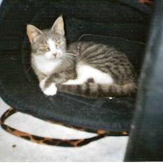 Blanding af racer blomst