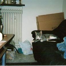 Blanding af racer blomst