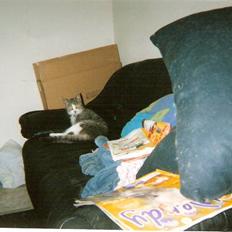 Blanding af racer blomst