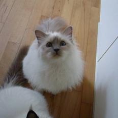 Hellig Birma DK Silky Heart Aisha