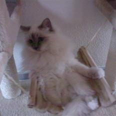 Hellig Birma DK Silky Heart Aisha