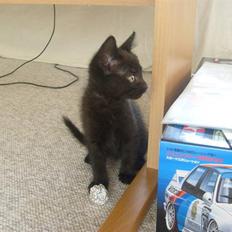 Blanding af racer Frederikke *Adopteret*