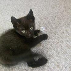 Blanding af racer Frederikke *Adopteret*