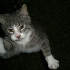 Blanding af racer phillip