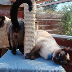 Siameser Ballou Dimarli