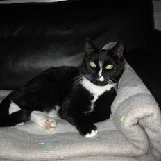 Blanding af racer Cille <3 R.I.P :´(