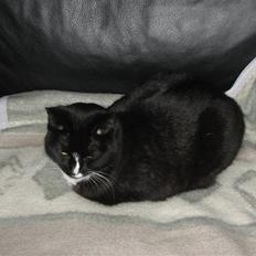 Blanding af racer Cille <3 R.I.P :´(