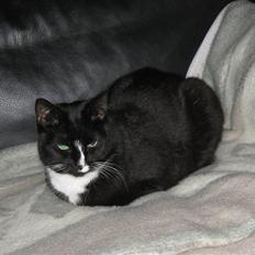 Blanding af racer Cille <3 R.I.P :´(