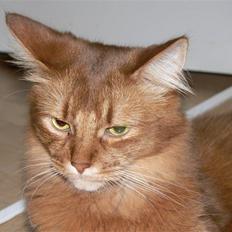 Somali Dushara Simba Sam