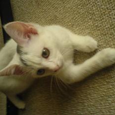 Blanding af racer Stella