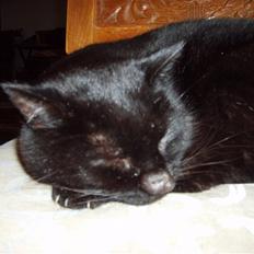 Huskat <3Katten<3  død;´(