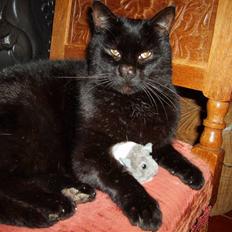 Huskat <3Katten<3  død;´(