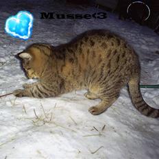 Huskat *Dusmus* R.I.P