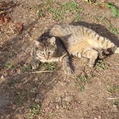 Huskat *Dusmus* R.I.P