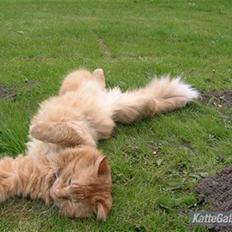 Blanding af racer pomba