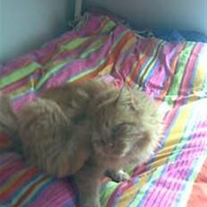 Blanding af racer pomba