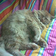 Blanding af racer pomba