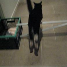 Huskat    (¯`v´¯) Hubbi  (¯`v´¯)