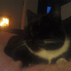 Huskat    (¯`v´¯) Hubbi  (¯`v´¯)