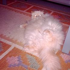 Perser miguel of clipper