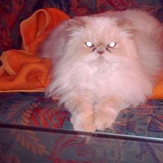 Perser miguel of clipper