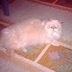 Perser miguel of clipper